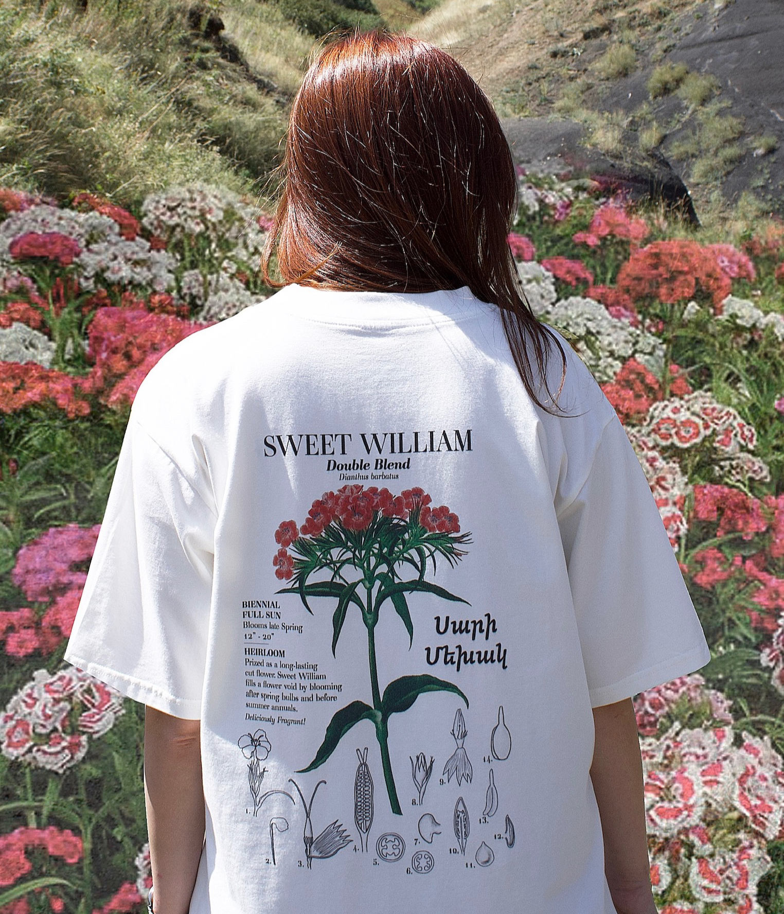 SWEET WILLIAM (LIGHT BEIGE) – SIROV 374